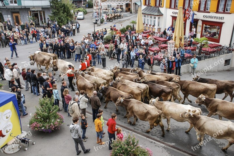 The Cattle Market The Cow Appenzell Switzerland In The Tradition Of The