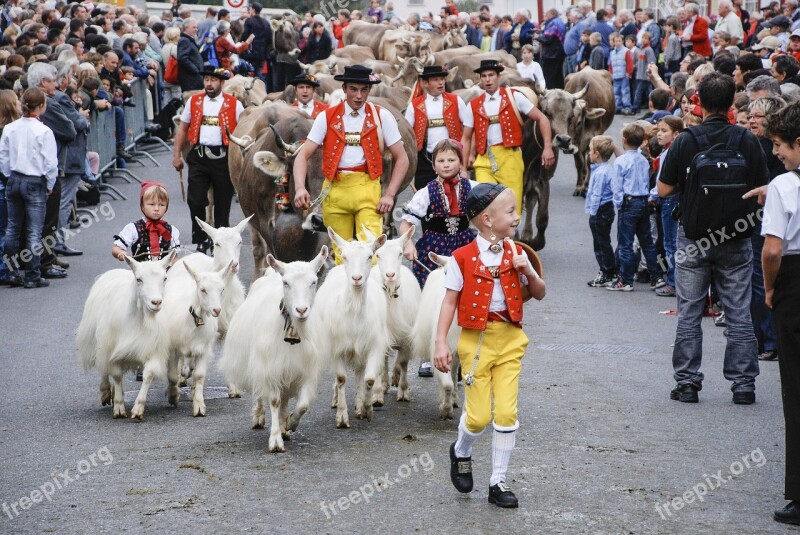 The Cattle Market Goat Appenzell Switzerland In The Tradition Of The