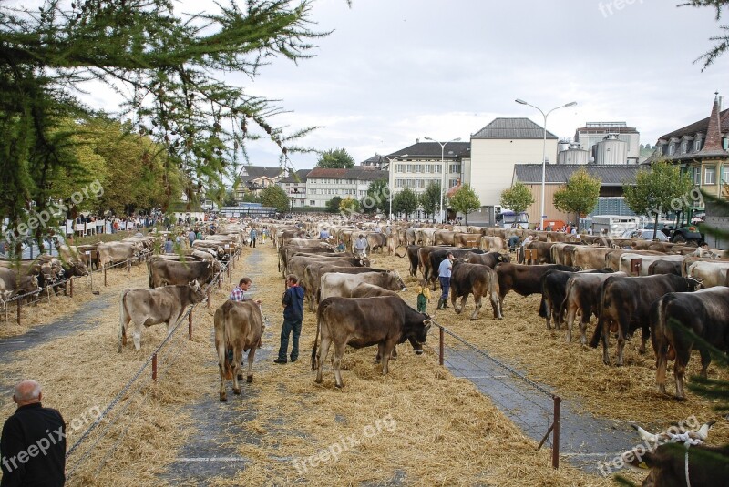 The Cattle Market The Cow Appenzell Switzerland Free Photos