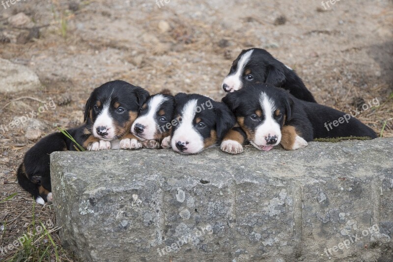 Appenzell Puppy Summer Dog Pet