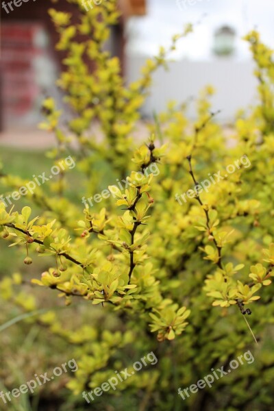 Shrub Barberry Yellow Bush Free Photos