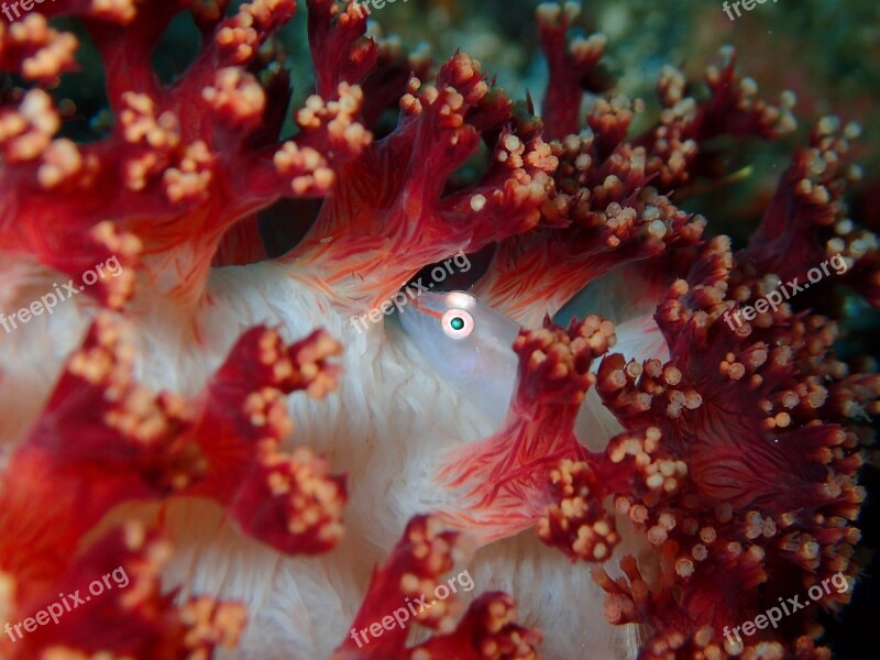 Goby Micro Goby Crustacean Reef Coral