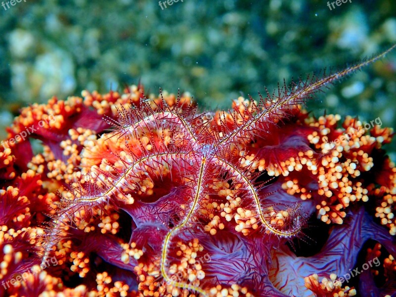 Sea Star Starfish Reef Coral Soft Coral Ocean