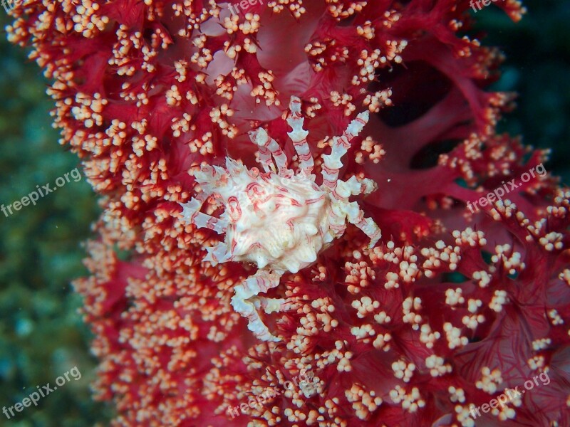 Crab Crustacean Reef Coral Soft Coral