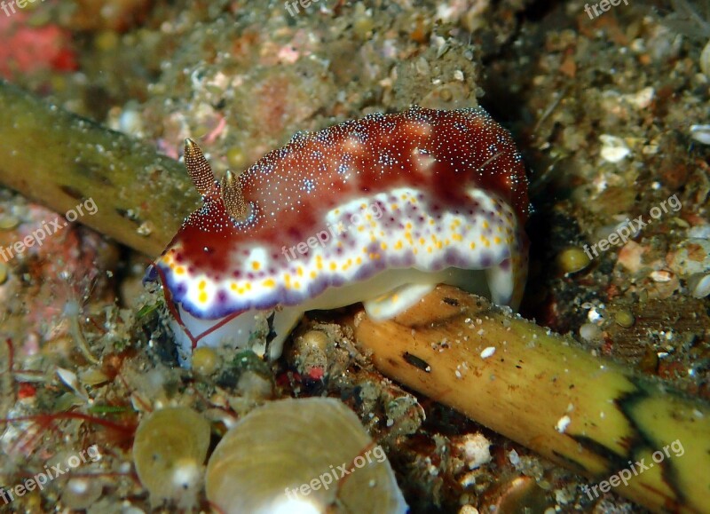 Nudibranch Nudi Branch Nudi Reef Coral