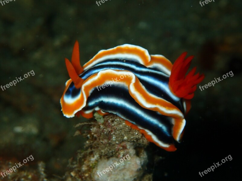 Nudibranch Nudi Branch Nudi Reef Coral