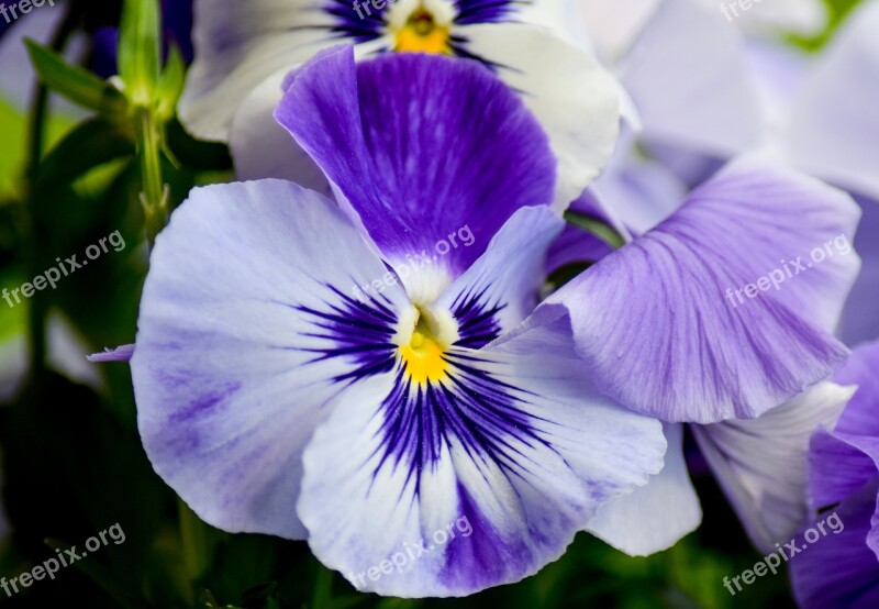 Pansy Flower Purple Flower Close Up Nature