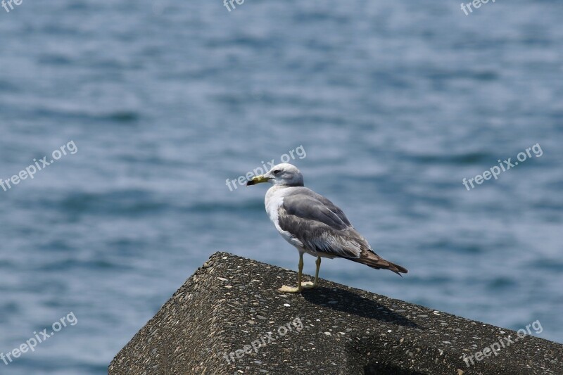 Animal Sea Beach Wave Off Block Seabird