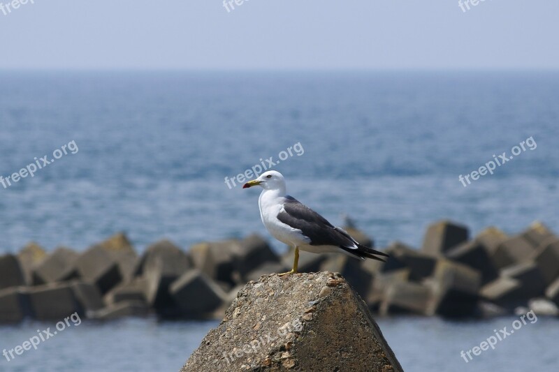 Animal Sea Beach Wave Off Block Seabird