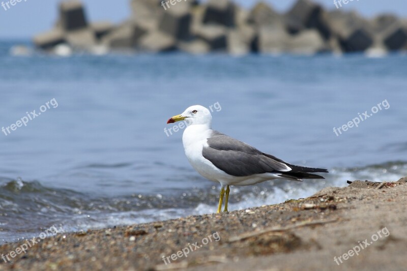 Animal Sea Beach Wave Seabird