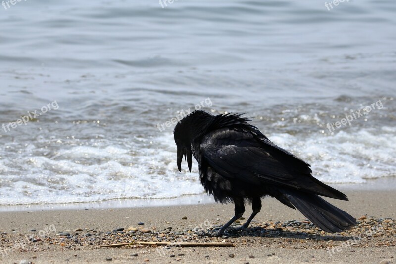 Animal Sea Beach Wave Wild Birds