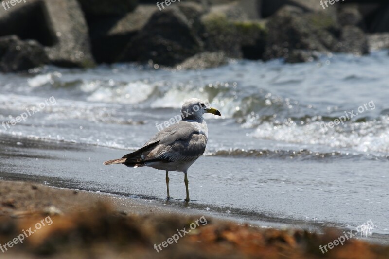 Animal Sea Beach Wave Seabird