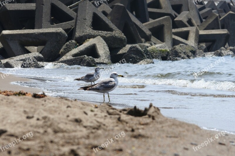 Animal Sea Beach Wave Seabird