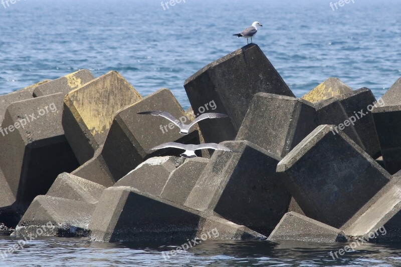 Animal Sea Beach Seabird Sea Gull