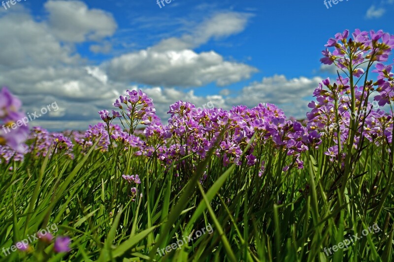 Smock Meadow Grassland Spring Cardamine