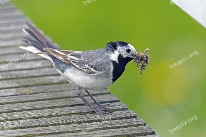 White Wagtail Delivery Hero Bird Free Photos