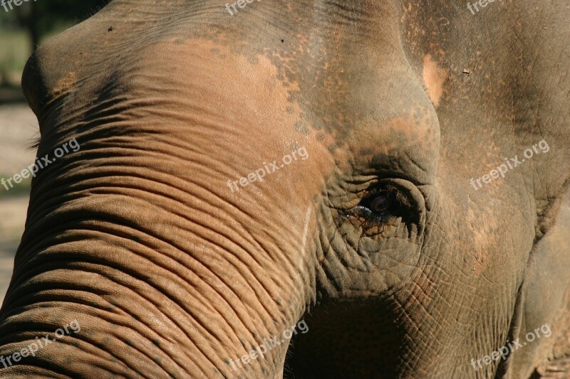 Elephant Eye Animal Wildlife Mammal