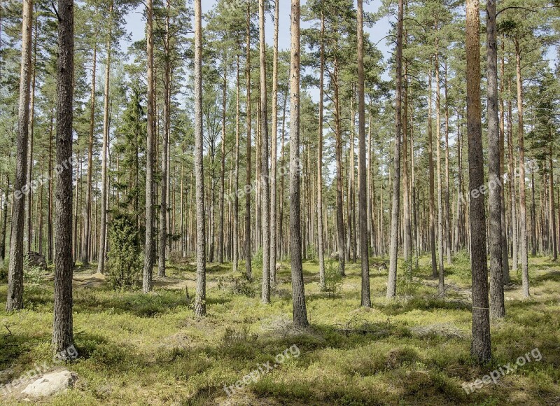 Forest Pine Nature Pines Sweden