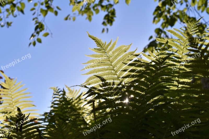 Fern Plant Birch Leaves Green