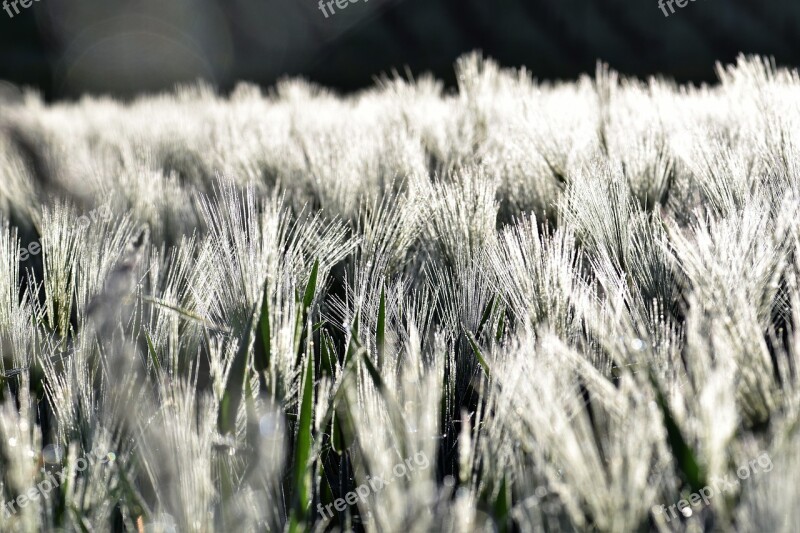 Wheat Field Winter Wheat Wheat Field Arable