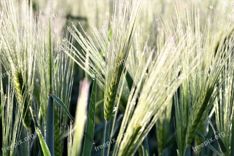 Wheat Field Winter Wheat Wheat Field Arable