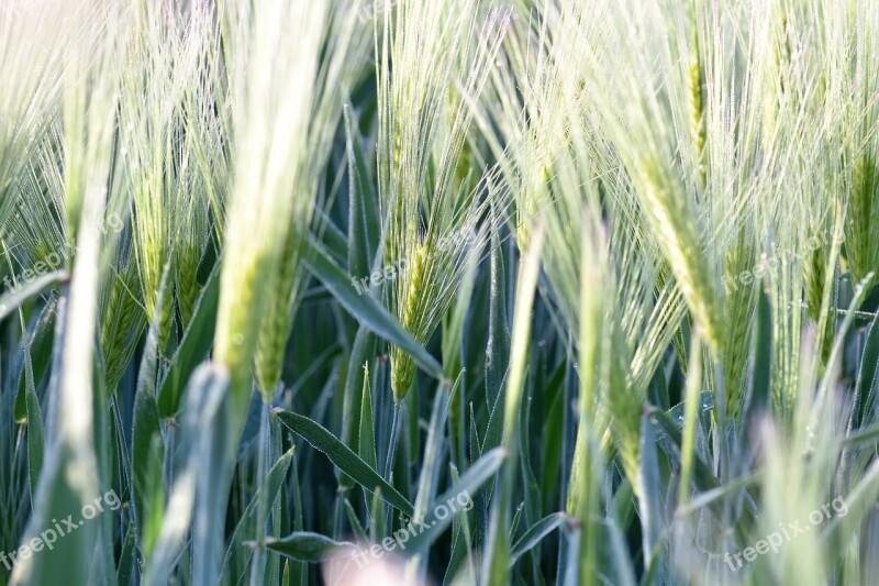 Wheat Field Winter Wheat Wheat Field Arable