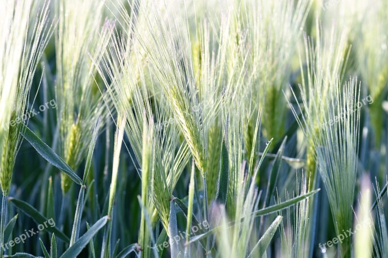 Wheat Field Winter Wheat Wheat Field Arable