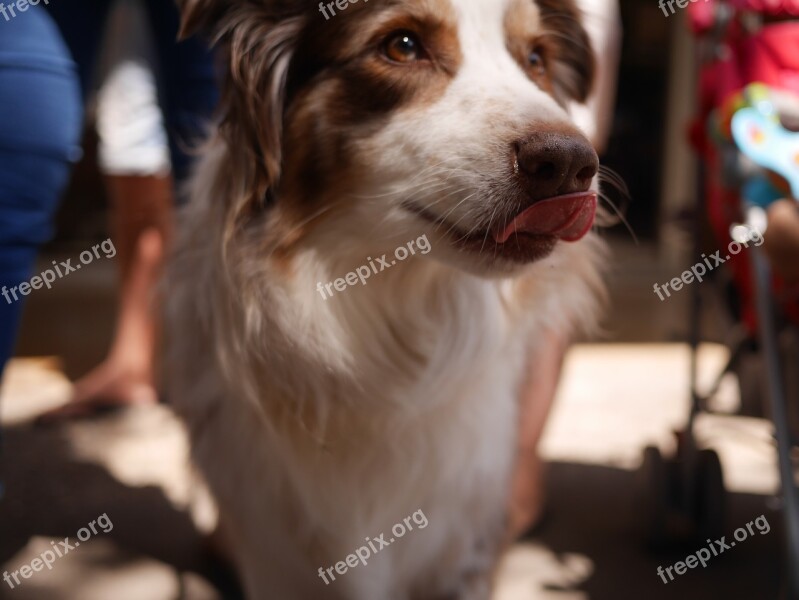 Dog Lick Border Coli Yummy Free Photos