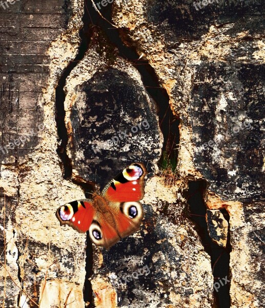 Butterfly Peacock Insect Close Up Wall