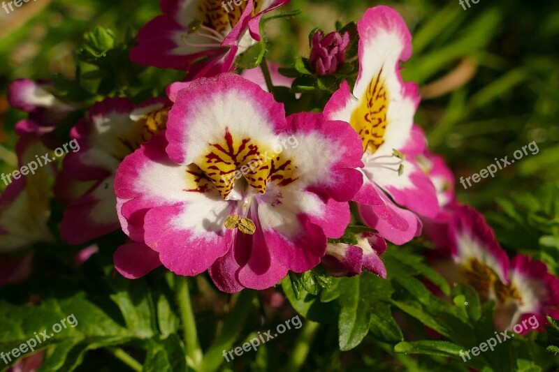 Bauernorchidee Schizanthus Gap-flower Butterfly Flower Blossom