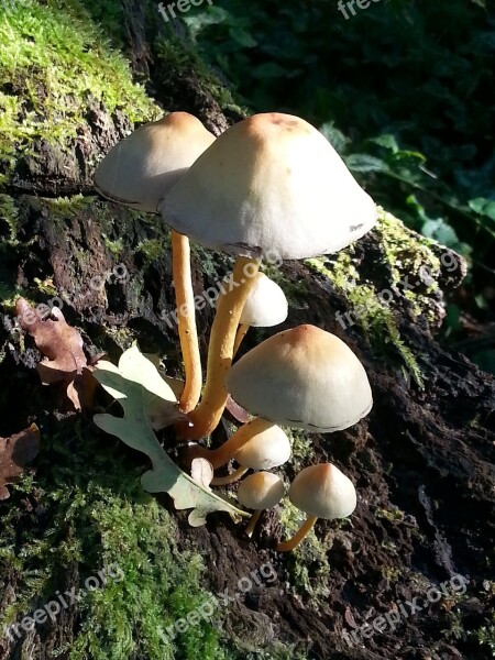 Mushroom Autumn Clingendael Free Photos