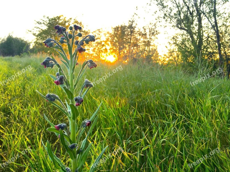 Lupine Sunset Spring Nature Flower