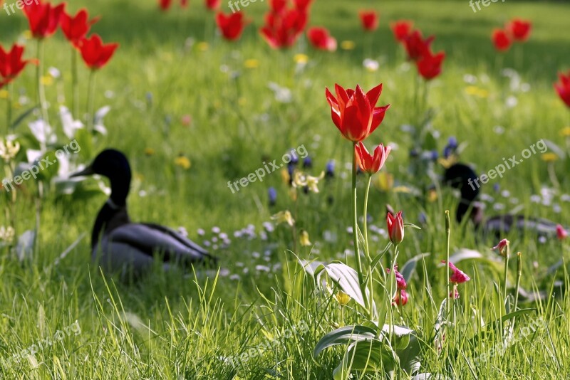 Ducks Meadow Fancy Floral Tulips