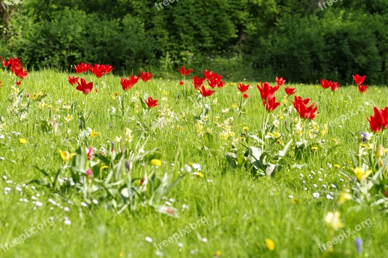 Meadow Fancy Floral Tulips Colorful