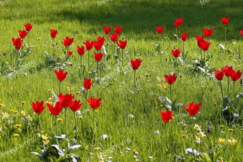 Meadow Fancy Floral Tulips Colorful