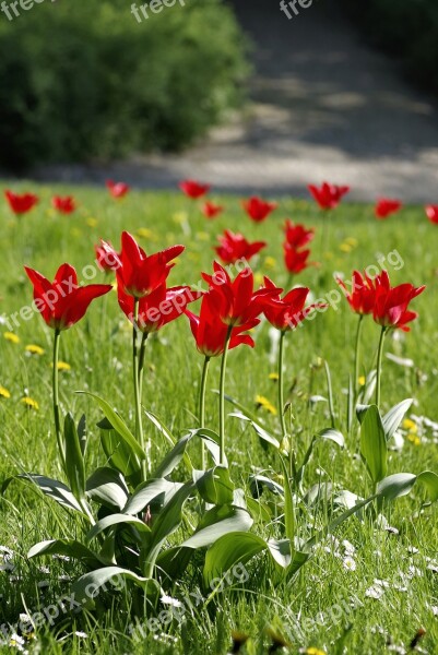 Meadow Fancy Floral Tulips Colorful