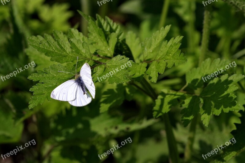 Bielinek Butterfly Pest Insect Green