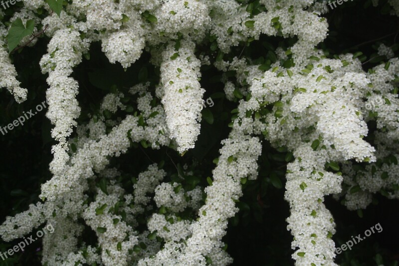 Firethorn Pyracantha Shrub Plant Bush