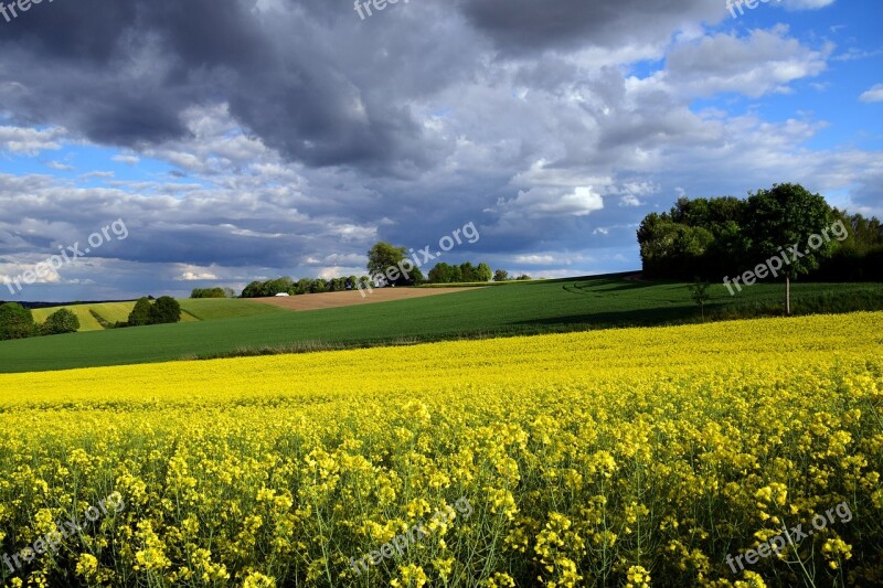 Oilseed Rape Field Of Rapeseeds Yellow Field Landscape