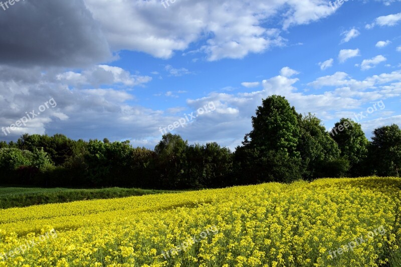 Oilseed Rape Field Of Rapeseeds Yellow Field Landscape