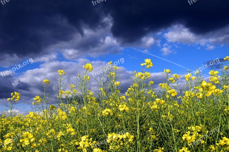 Oilseed Rape Close Up Blossom Bloom Nature