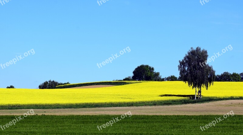 Oilseed Rape Field Of Rapeseeds Yellow Field Landscape