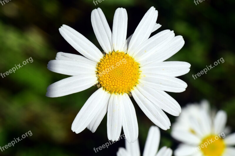 Marguerite Flower White Yellow Close Up