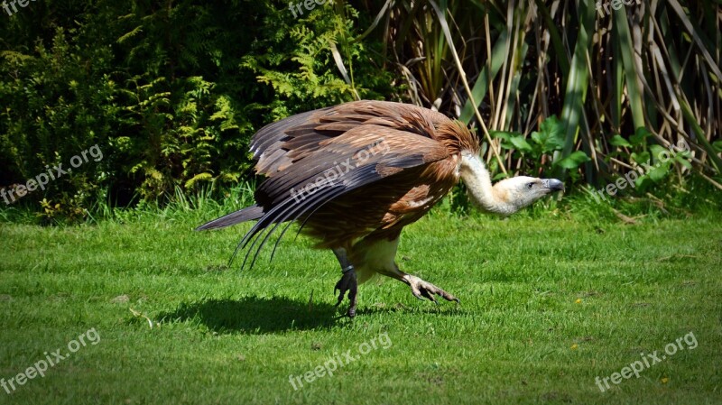 Vulture Bird Scavengers Vultures Afterwards Vultures