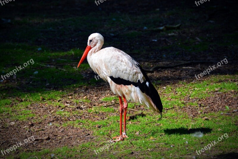 White Stork Stork Bird Adebar Animal