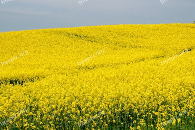 Flower Blütenmeer Rapeseed Blossom Oilseed