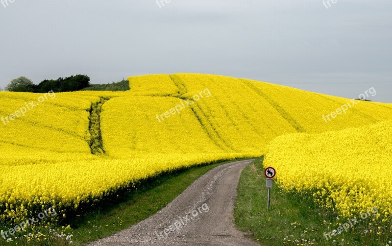 Flower Blütenmeer Rapeseed Blossom Oilseed