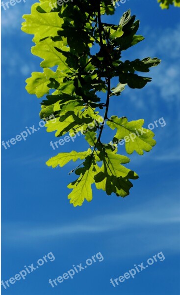 Chestnut Tree Chestnut Tree Buckeye Leaves