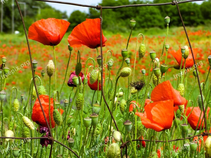 Poppy Flower Wildflower Poppies Meadow Flower