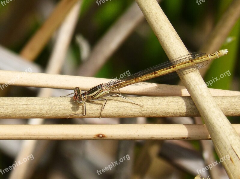 Platycnemis Acutipennis Orange Dragonfly Detail Stems Beauty